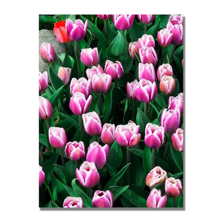 Kurt Shaffer 'Purple White Tulips And One Red' Canvas Art,18x24